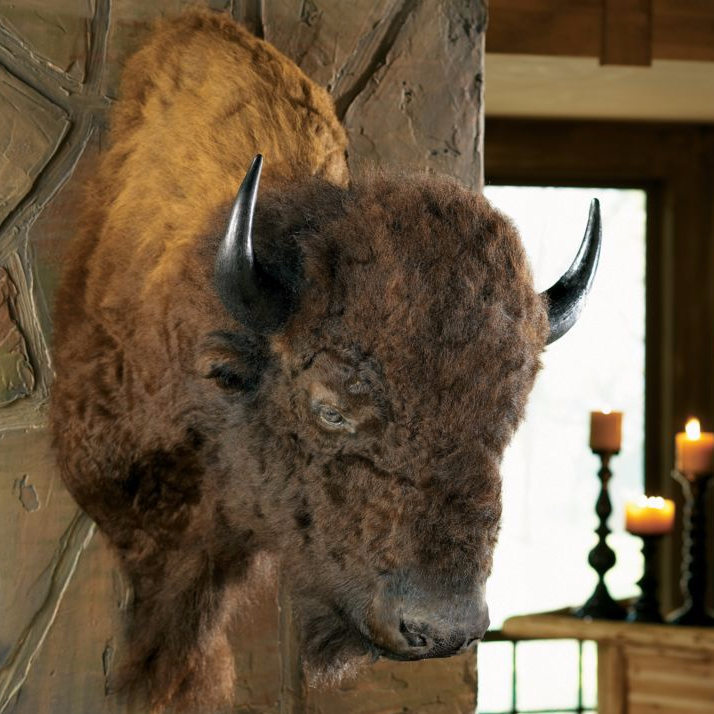 Authentic buffalo shoulder mount