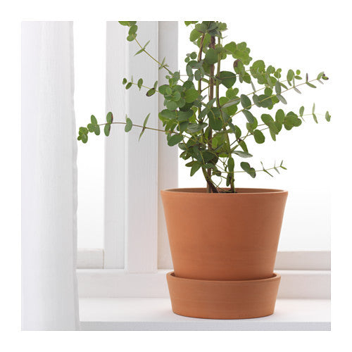 Plant Pot