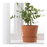 Plant Pot